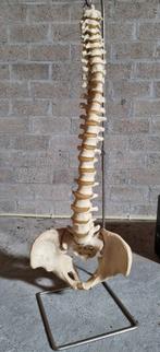 anatomiemodel wervelkolom  zonder atlas, Sport en Fitness, Ophalen of Verzenden, Gebruikt