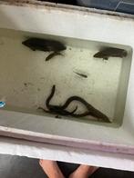 Visbestand, Dieren en Toebehoren, Vissen | Aquariumvissen, Vis