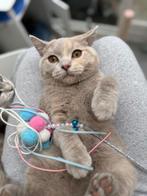 Brits korthaar latent DBE, Dieren en Toebehoren, Katten en Kittens | Raskatten | Korthaar, Meerdere dieren, Gechipt, 0 tot 2 jaar