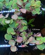 Phyllanthus Fluitans | Aquarium drijf plant, Nieuw, Plant(en), Steen of Hout, Ophalen of Verzenden