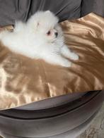 Pomeriaan teefje wit, Dieren en Toebehoren, Honden | Poolhonden, Keeshonden en Oertypen, Particulier, 15 weken tot 1 jaar, Buitenland