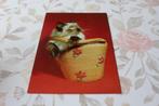 Katten Postkaart - Kitten zit in Tas en kijkt, Duitsland, Verzenden, 1960 tot 1980, Ongelopen, Hond of Kat