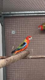 Rosella, Vrouwelijk, Parkiet, Geringd