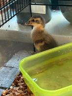 GEZOCHT Loopeend pulletje, Dieren en Toebehoren, Vogels | Overige Vogels, Mannelijk, Wildzangvogel