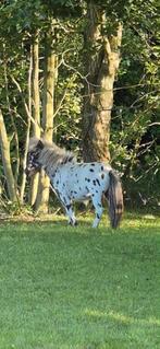 Te koop gevraagd 1 of 2 mini merries voor dit hengstje, Dieren en Toebehoren, Pony's, Hengst, A pony (tot 1.17m), 0 tot 2 jaar