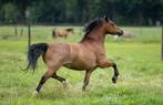 Bloedmooie ruin, Dieren en Toebehoren, Ruin, Niet van toepassing, 7 tot 10 jaar, B pony (1.17m tot 1.27m)
