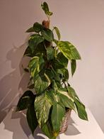 Scindapsus Epipremnum Aureum met Mospaal, Ophalen, Overige soorten, Halfschaduw, Minder dan 100 cm