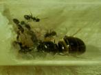 Mieren kolonie, Dieren en Toebehoren, Insecten en Spinnen, Mieren