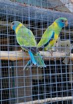 Gezocht cloncurry overjarig man 2023/2021, Dieren en Toebehoren, Vogels | Parkieten en Papegaaien, Mannelijk, Parkiet