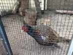 Bosfazant haan, Dieren en Toebehoren, Mannelijk, Overige soorten