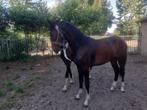 tuigpaard hengst van OBERON, Dieren en Toebehoren, Minder dan 160 cm, Gechipt, 0 tot 2 jaar, Hengst