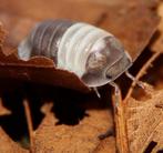 Cubaris sp. 'Panda King, Dieren en Toebehoren