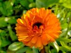 Goudsbloem zaden, Tuin en Terras, Bloembollen en Zaden, Ophalen of Verzenden, Voorjaar, Volle zon, Zaad