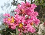 Restpartij 10 grote Lagerstroemia sierheesters 100 cm, Volle zon, Vaste plant, Zomer, Ophalen