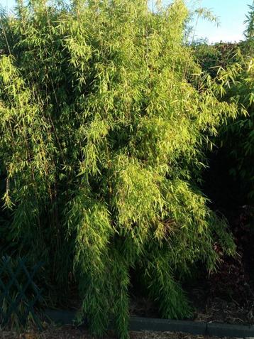 bamboe plant beschikbaar voor biedingen