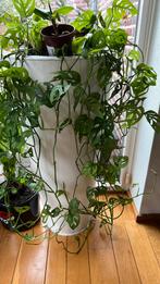 Monstera Andansionii planten of stekken (hang monster plant), Huis en Inrichting, Kamerplanten, Overige soorten, Ophalen of Verzenden