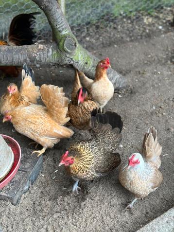 Serama broedeieren beschikbaar voor biedingen