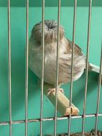 Te koop gevraagd 2 jonge vroege gloster poppen 2025, Vrouwelijk, Kleurkanarie