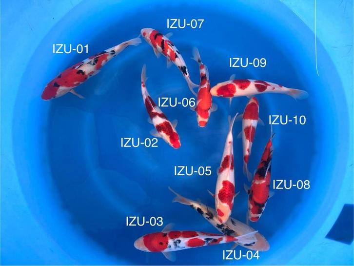 Diverse Japanse koi karper | Koikarpers  | Tosai vissen, Dieren en Toebehoren, Vissen | Vijvervissen, Karper of Koi