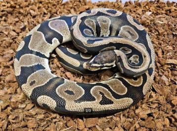 Bewezen Scaleless Head 100% het Pied - man beschikbaar voor biedingen