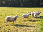 Swifter stamboek lammeren zwoegervrij. Ooien en rammen, Dieren en Toebehoren, Schapen, Geiten en Varkens, Meerdere dieren, Schaap