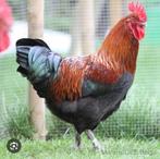 Opzoek naar Patrijs Haan van 1/2 Jaar oud., Mannelijk, Kip