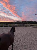 Plekken vrij op onze paddock paradise, Dieren en Toebehoren, Stalling en Weidegang, Weidegang