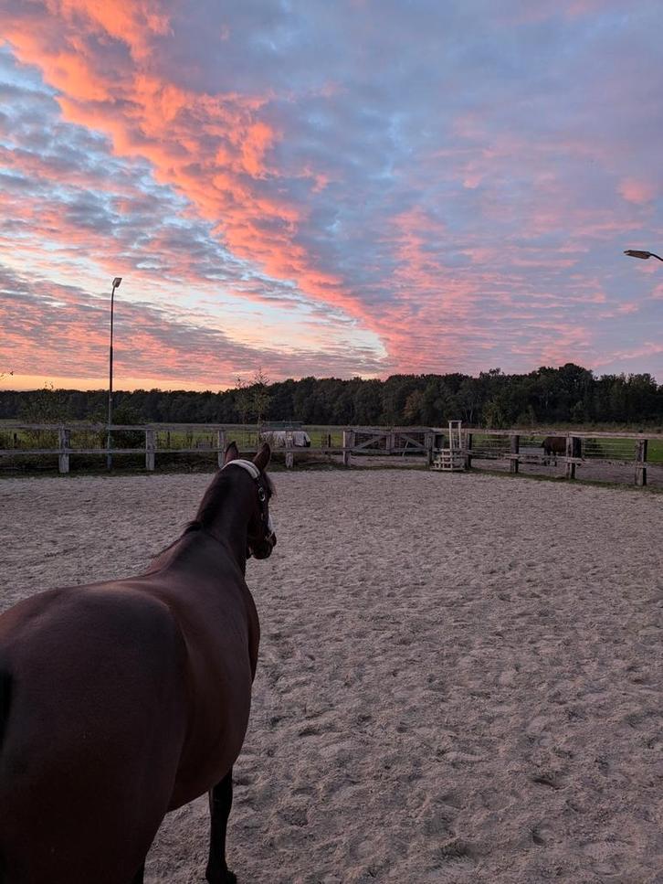 Plekken vrij op onze paddock paradise, Dieren en Toebehoren, Stalling en Weidegang, Weidegang