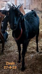 Nubische en kruizing Nubische geiten te koop, Vrouwelijk, Geit