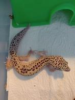 Luipaardgekko vrouwtje, Dieren en Toebehoren, Reptielen en Amfibieën, Hagedis, Tam, 3 tot 6 jaar