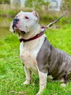 American Bully Xl -teef, Dieren en Toebehoren, Honden | Bulldogs, Pinschers en Molossers, Particulier, Rabiës (hondsdolheid), Teef