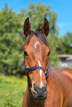 5jarige bloedmooie en super lieve ruin 165cm, Dieren en Toebehoren, B, Gechipt, Ruin, 3 tot 6 jaar