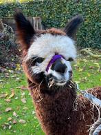 Alpacas te koop, Dieren en Toebehoren, Mei, Meerdere dieren