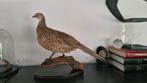 Opgezette bosfazant (vrouw), Ophalen of Verzenden, Zo goed als nieuw, Vogel, Opgezet dier