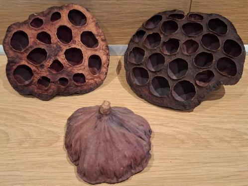 lotus pods, Dieren en Toebehoren, Vissen | Aquaria en Toebehoren, Nieuw, Plant(en), Steen of Hout, Ophalen