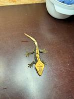 Wimpergekko Correlophus ciliatus, Dieren en Toebehoren, Hagedis, Tam, 3 tot 6 jaar