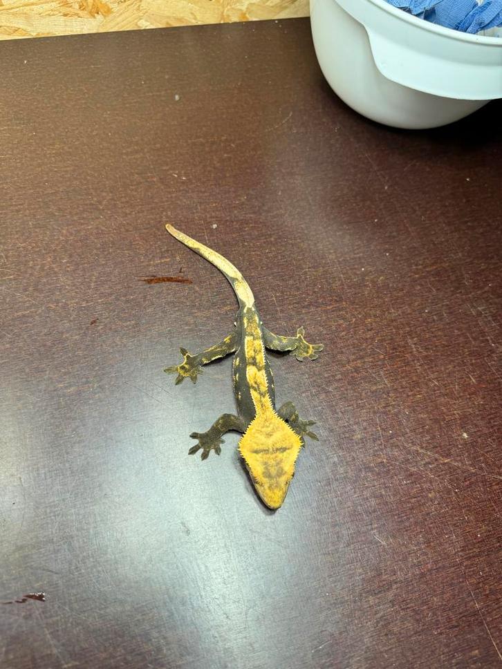 Wimpergekko Correlophus ciliatus