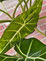 Alocasia Frydek met Variegata XXL p17, Huis en Inrichting, Kamerplanten, Ophalen of Verzenden, Overige soorten, Minder dan 100 cm
