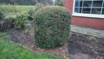 Taxus bol, Ophalen, Taxus, Struik, 100 tot 250 cm
