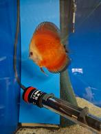 Red melon discus, Vis