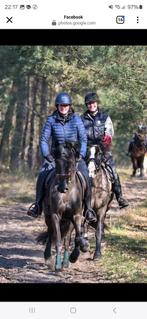 Schitterende D pony, Dieren en Toebehoren, Pony's, B, 11 jaar of ouder, Recreatiepony, D pony (1.37m tot 1.48m)
