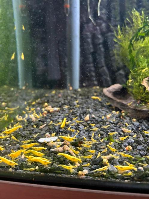 Jonge gele neocaridina garnalen met backstripe, Dieren en Toebehoren, Vissen | Aquariumvissen, Kreeft, Krab of Garnaal