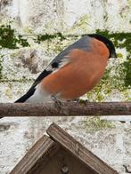 Grote goudvink, Dieren en Toebehoren, Mannelijk, Wildzangvogel