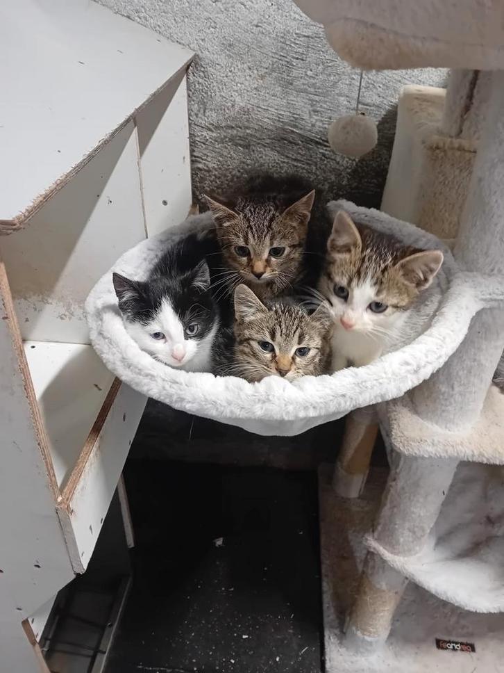 Leuke lieve kittens, Dieren en Toebehoren, Katten en Kittens | Overige Katten, Meerdere dieren