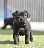 Schitterende cane corso reu pup te koop, Dieren en Toebehoren, Nederland, CDV (hondenziekte), 8 tot 15 weken, Meerdere