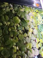 Mosseplantjes en kikkerbeet. Mooie drijfplant voor aquarium, Dieren en Toebehoren, Ophalen of Verzenden, Zo goed als nieuw, Plant(en), Steen of Hout