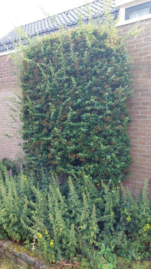Klimplant Vuurdoorn 280x190 cm, Tuin en Terras, Planten | Tuinplanten, Vaste plant, Klimplanten, Ophalen