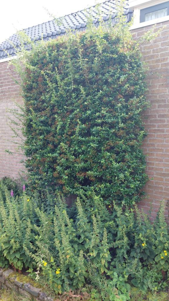 Klimplant Vuurdoorn 280x190 cm, Tuin en Terras, Planten | Tuinplanten, Vaste plant, Klimplanten, Ophalen