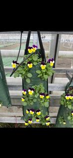 Violen Wandhangers Winterhard €7,50, Volle zon, Eenjarig, Herfst, Ophalen