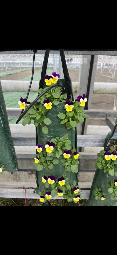 Violen Wandhangers Winterhard €7,50, Tuin en Terras, Planten | Tuinplanten, Eenjarig, Overige soorten, Volle zon, Herfst, Ophalen